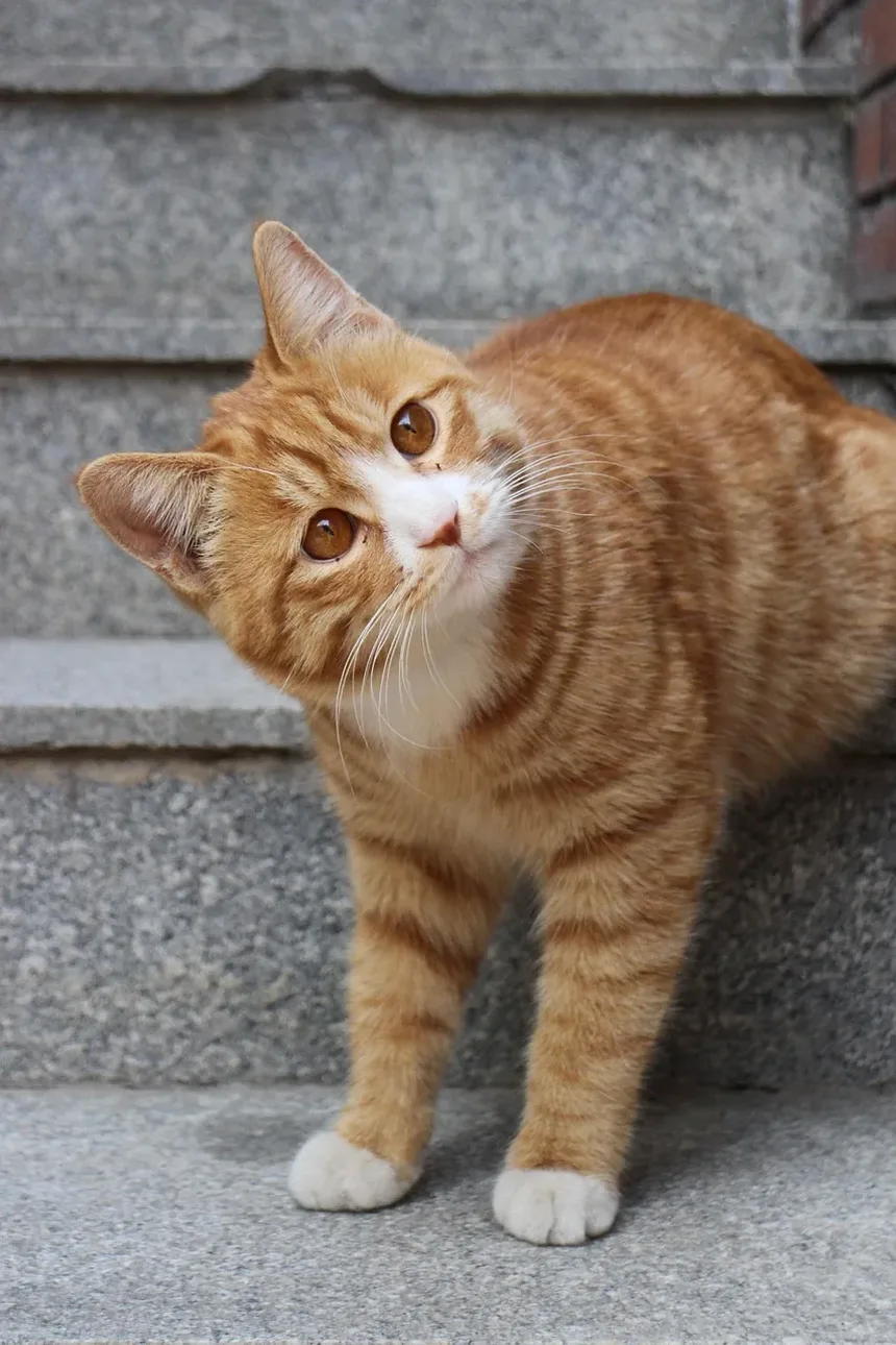 Como Limpar os Dentes do Gato em Casa: Um Guia Completo