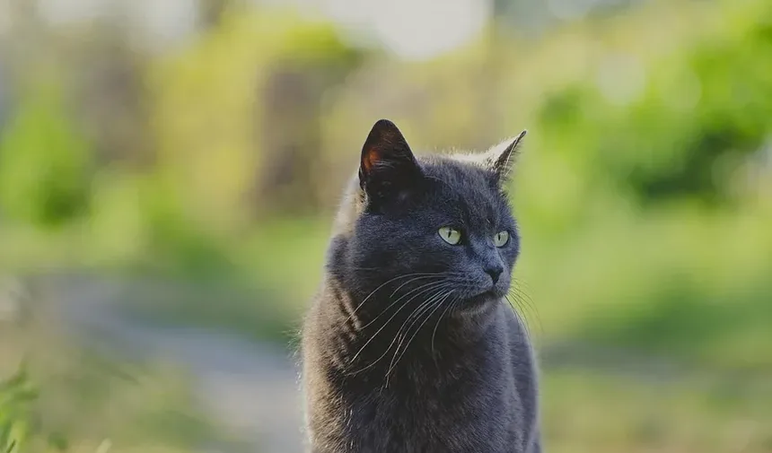 Como Limpar os Dentes do Gato em Casa: Um Guia Completo