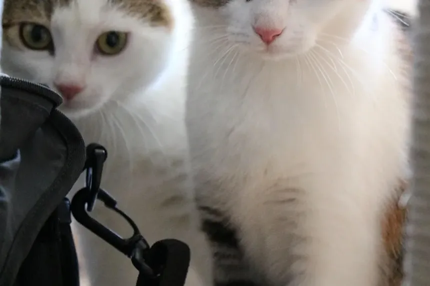 Como Limpar os Dentes do Gato em Casa: Um Guia Completo