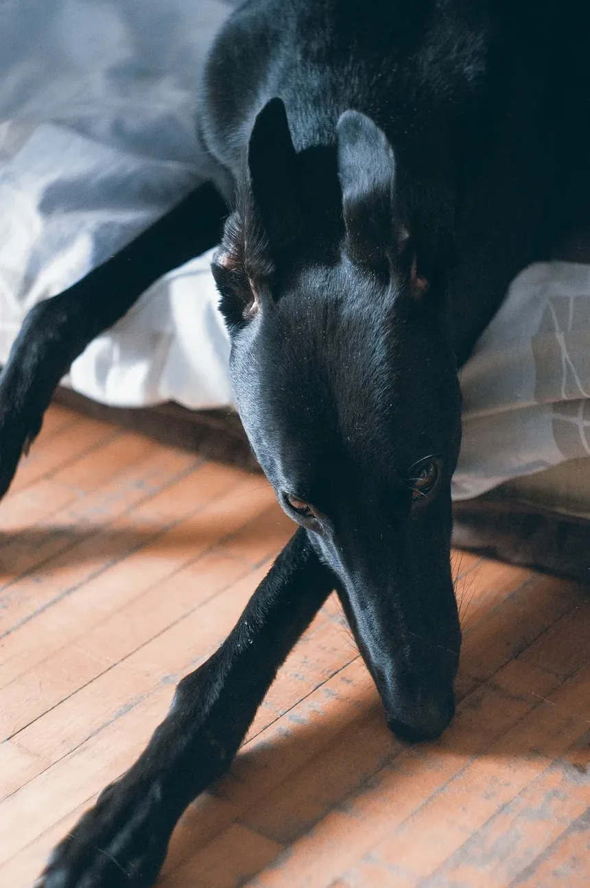Como Limpar as Orelhas do Cachorro Corretamente: Um Guia Completo