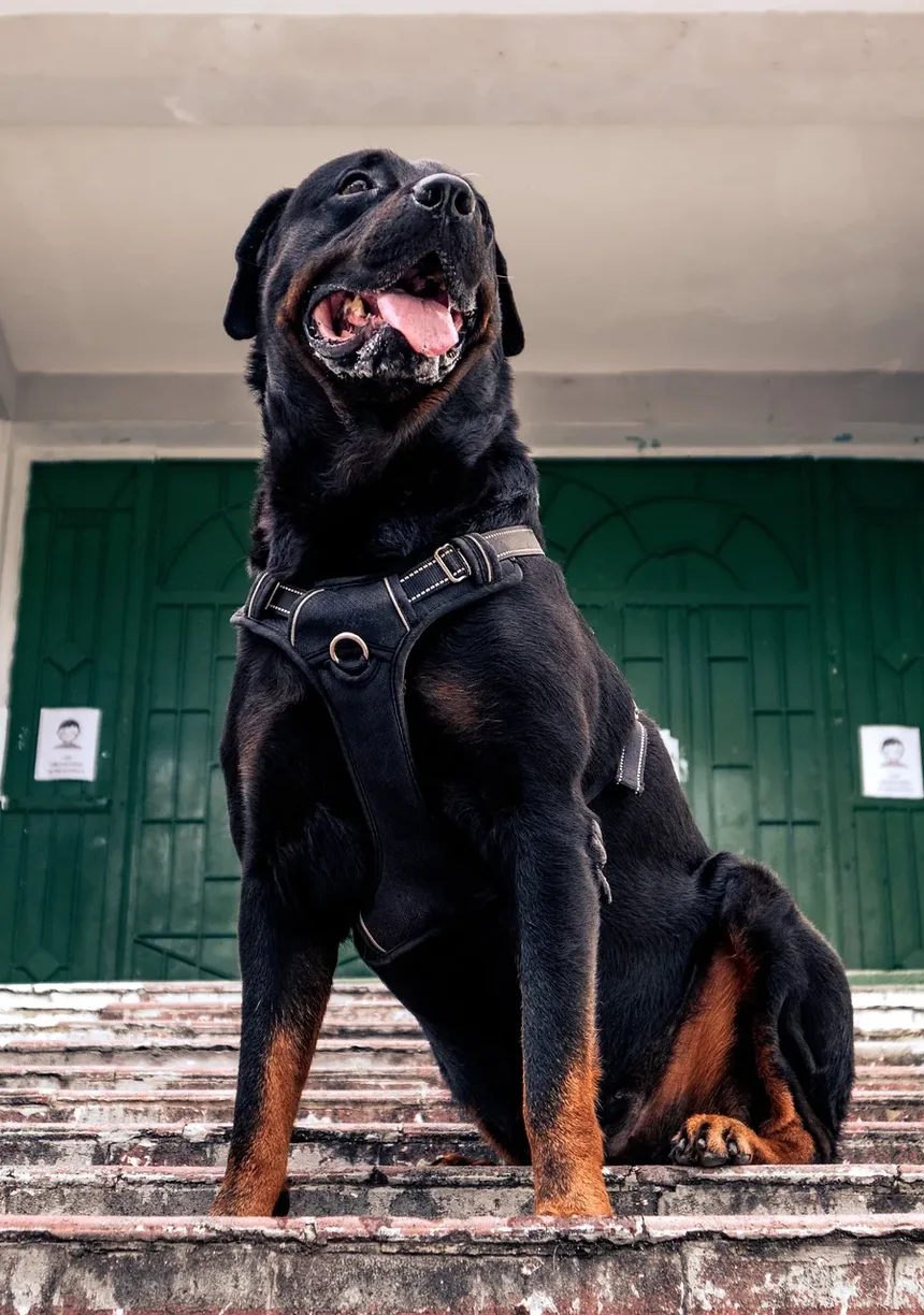 Como Limpar as Orelhas do Cachorro Corretamente: Um Guia Completo