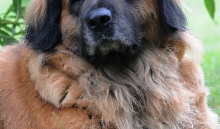 Como Limpar as Orelhas do Cachorro Corretamente: Um Guia Completo