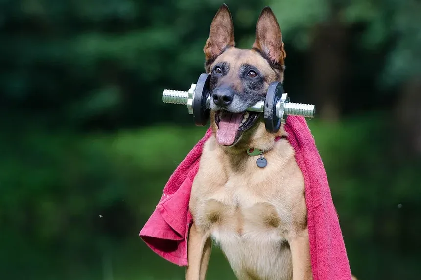 Como Limpar as Orelhas do Cachorro Corretamente: Um Guia Completo