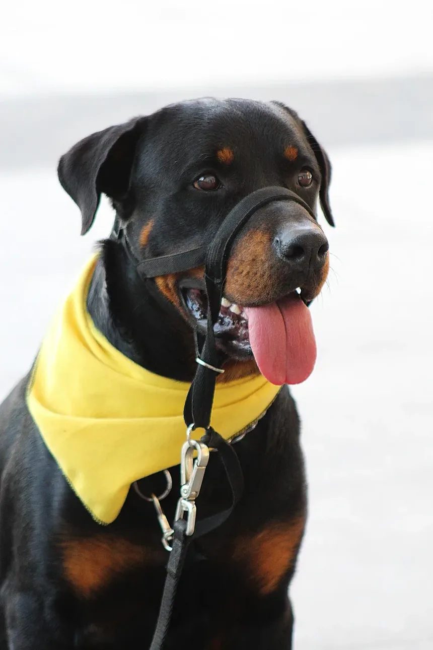 Como Limpar os Dentes do Meu Cão: Um Guia Completo