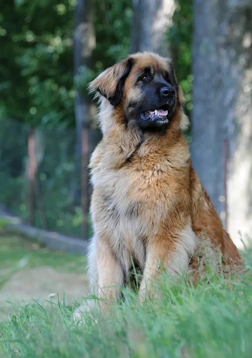 Como Limpar os Dentes do Meu Cão: Um Guia Completo