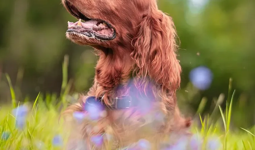 Como Limpar os Dentes do Meu Cão: Um Guia Completo