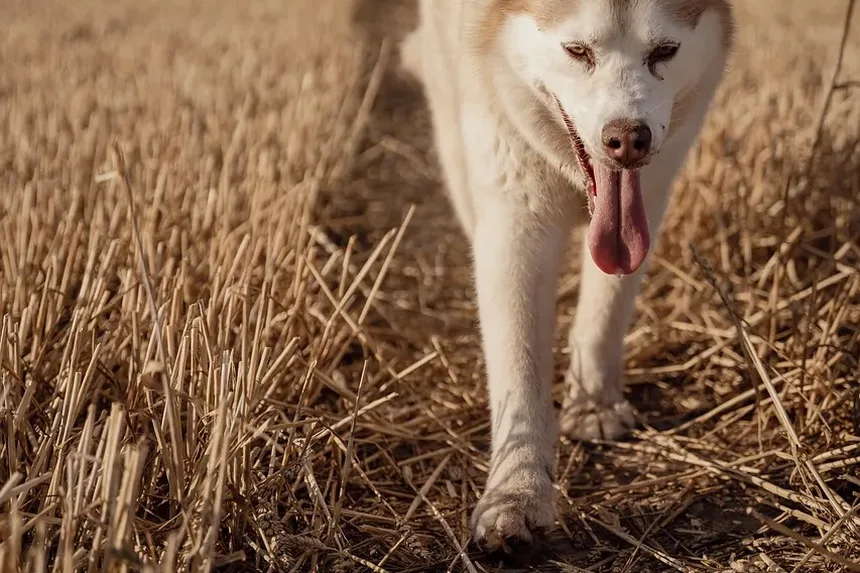 Como Limpar os Dentes do Meu Cão: Um Guia Completo