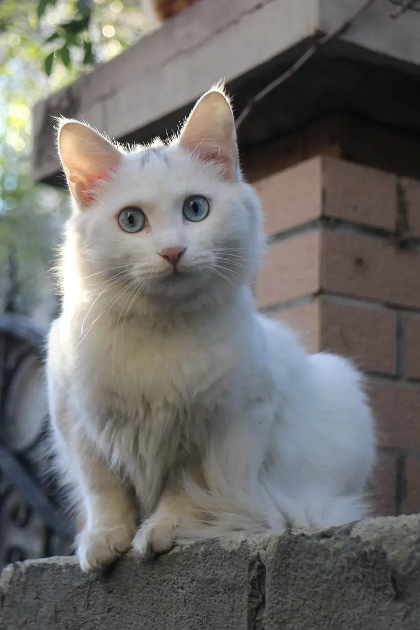 Como Ajudar Meu Gato a Perder Peso: Um Guia Completo