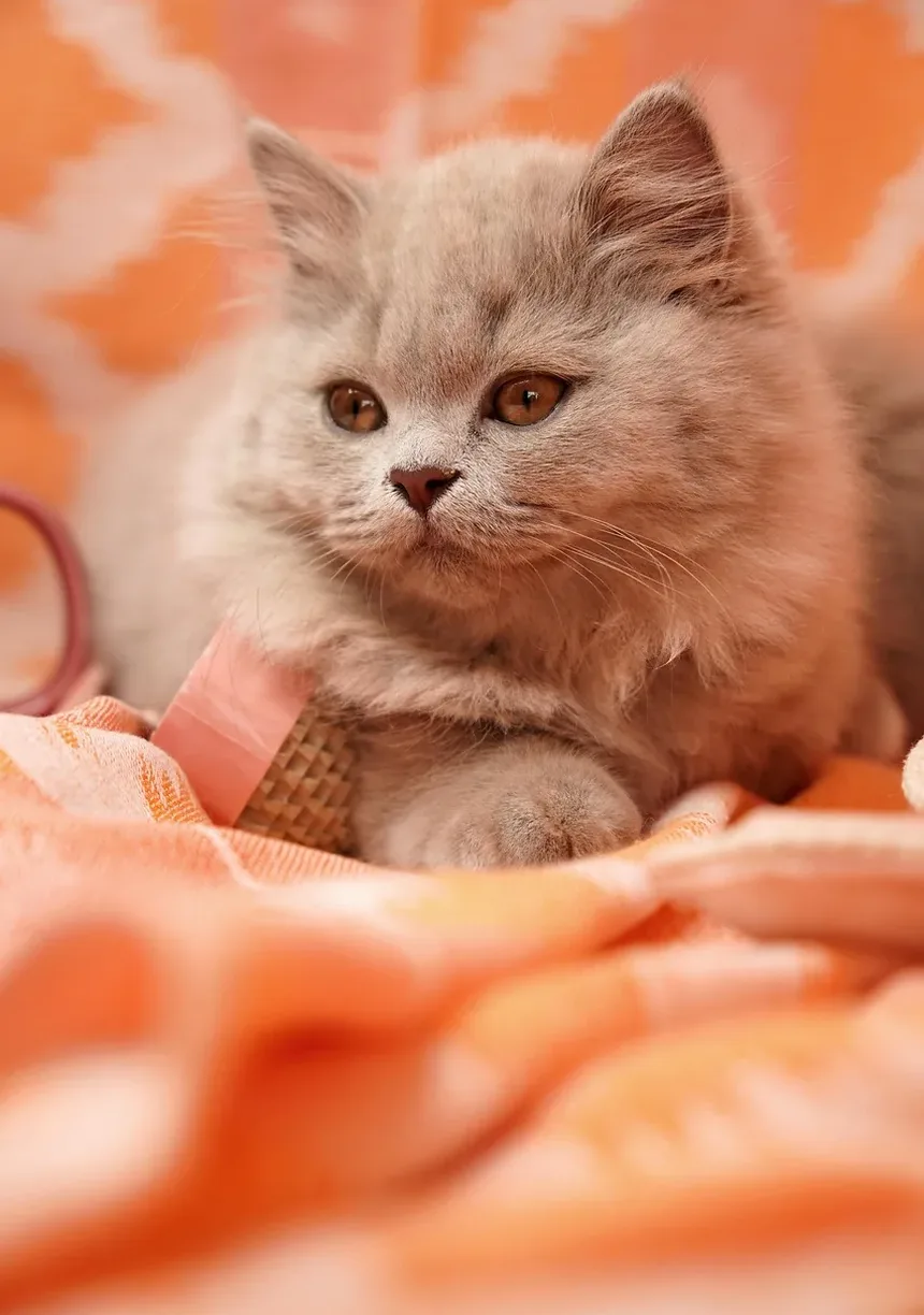 Como Ajudar Meu Gato a Perder Peso: Um Guia Completo