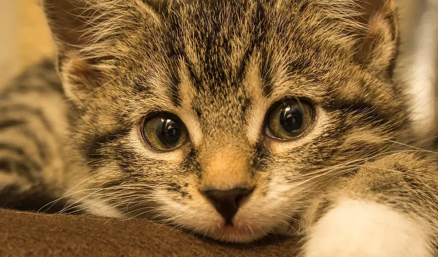 Como Ajudar Meu Gato a Perder Peso: Um Guia Completo