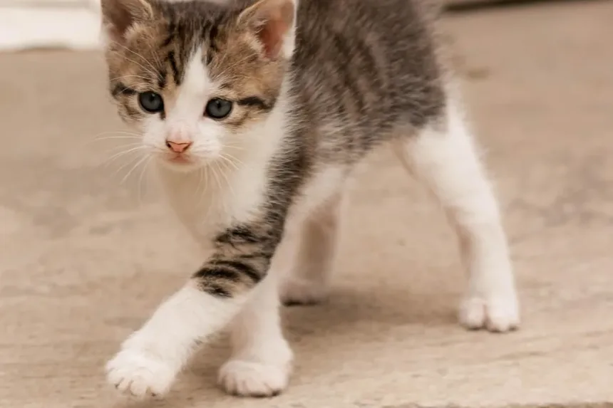 Como Ajudar Meu Gato a Perder Peso: Um Guia Completo