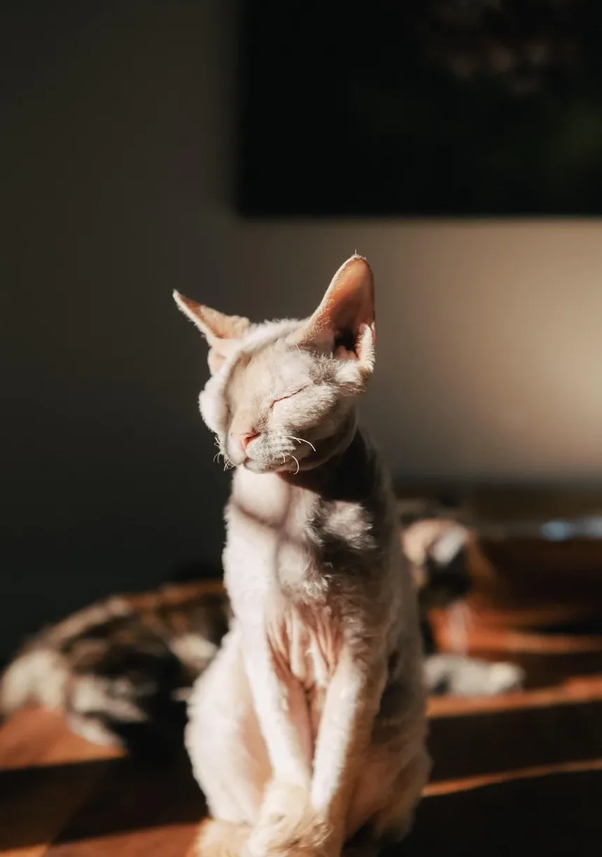 Como Melhorar a Saúde Dental do Gato: Um Guia Completo