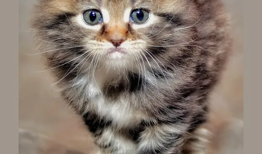 Como Melhorar a Saúde Dental do Gato: Um Guia Completo