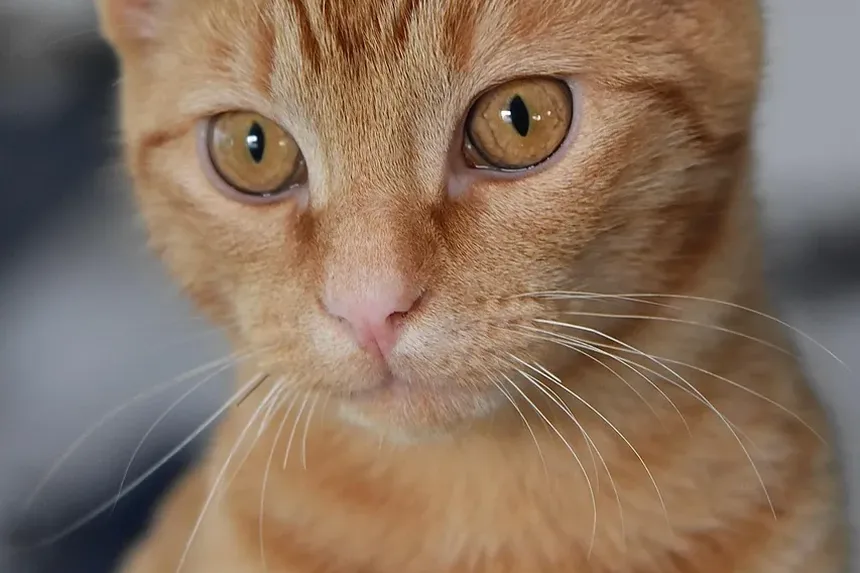 Como Melhorar a Saúde Dental do Gato: Um Guia Completo