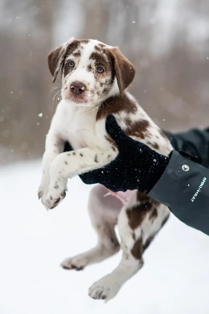 Como Prevenir Doenças Cardíacas em Cães: Um Guia Completo