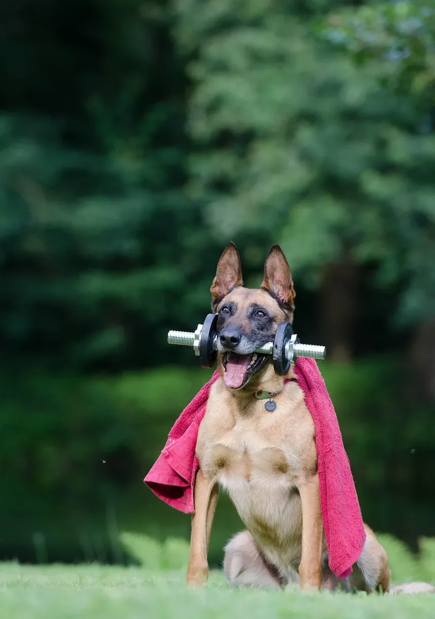 Como Prevenir Doenças Cardíacas em Cães: Um Guia Completo