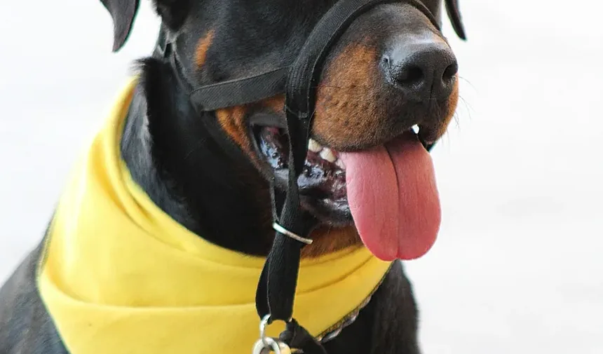 Como Prevenir Doenças Cardíacas em Cães: Um Guia Completo