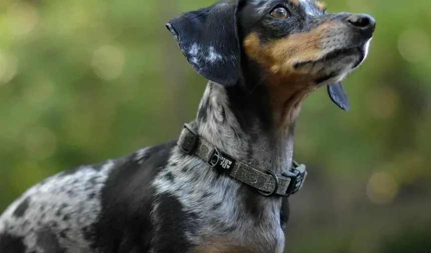 Como Tratar uma Lesão no Ligamento Cruzado em Cães