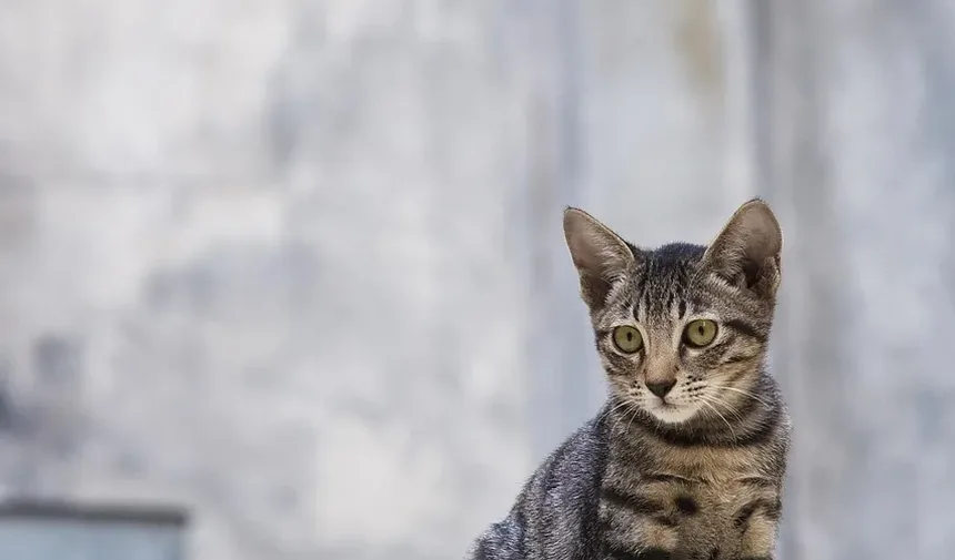 Como Tratar Parasitas em Gatos: Um Guia Completo