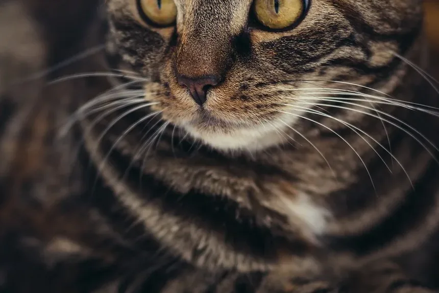 Como Tratar Parasitas em Gatos: Um Guia Completo