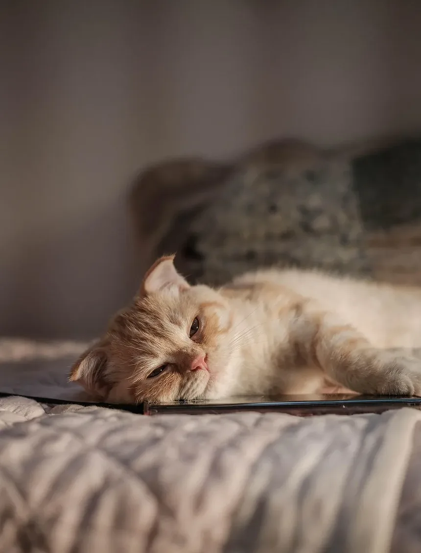 Como Cortar as Unhas do Gato com Segurança: Um Guia Completo