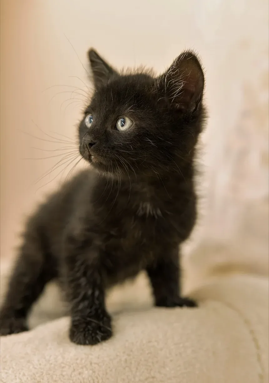 Como Cortar as Unhas do Gato com Segurança: Um Guia Completo