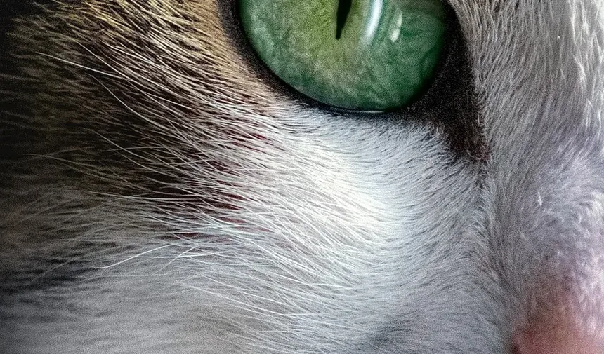 Como Cortar as Unhas do Gato com Segurança: Um Guia Completo