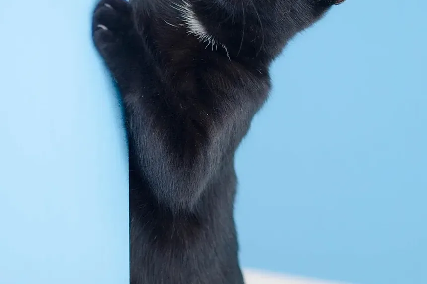 Como Cortar as Unhas do Gato com Segurança: Um Guia Completo
