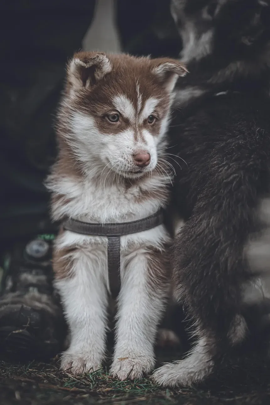 Como Cortar as Unhas do Cachorro em Casa: Um Guia Completo