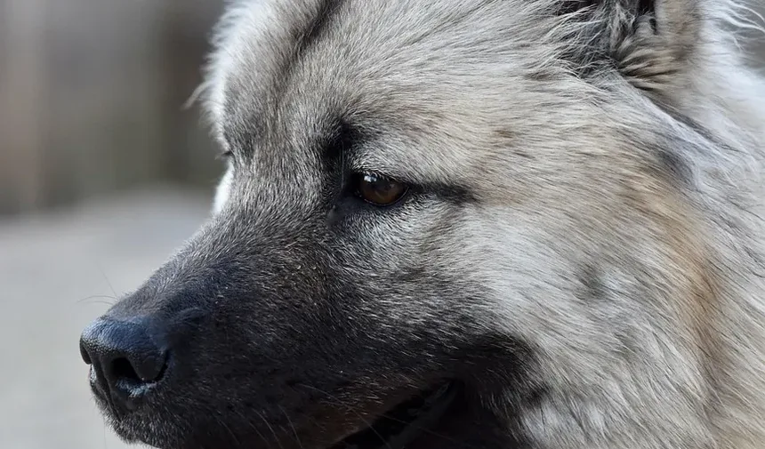 Como Cortar as Unhas do Cachorro em Casa: Um Guia Completo