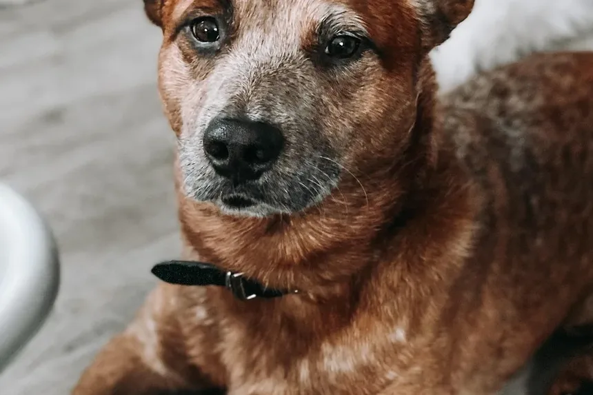 Como Cortar as Unhas do Cachorro em Casa: Um Guia Completo
