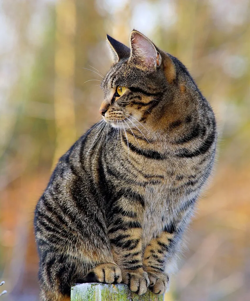 Remédios Naturais para Vermes em Gatos: Tratamentos Eficazes e Cuidados
