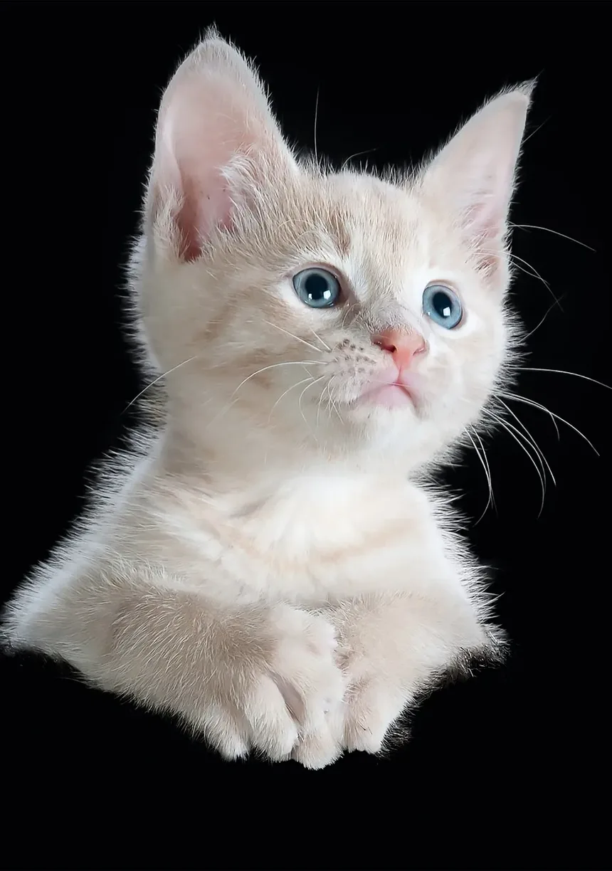 Remédios Naturais para Vermes em Gatos: Tratamentos Eficazes e Cuidados