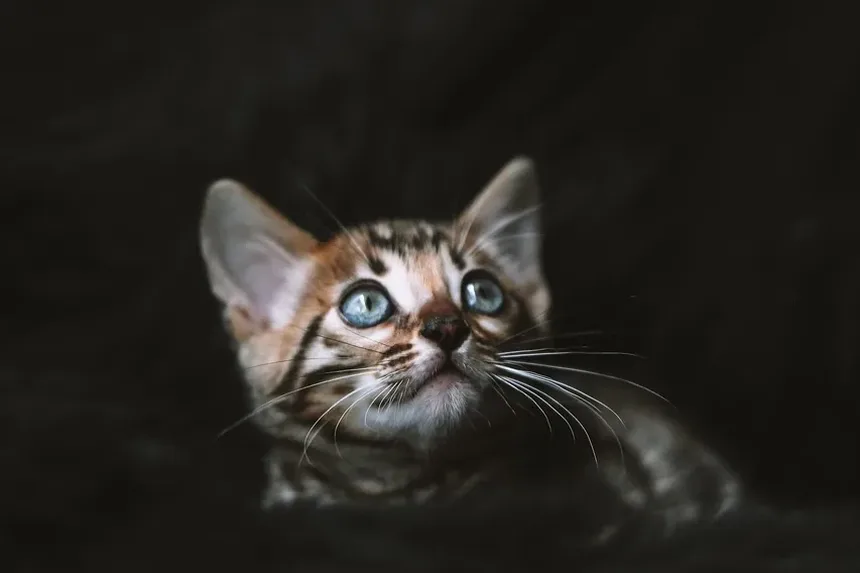 Remédios Naturais para Vermes em Gatos: Tratamentos Eficazes e Cuidados