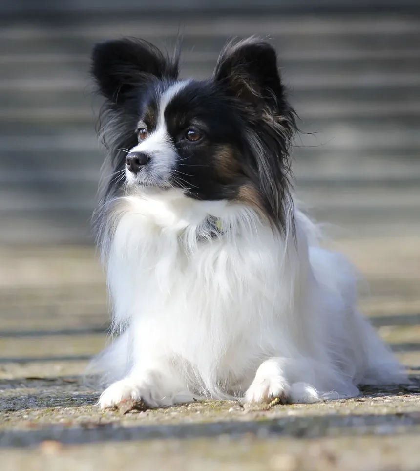Remédios Naturais para Parasitas em Cães: Soluções Eficazes para Seu Companheiro Canino