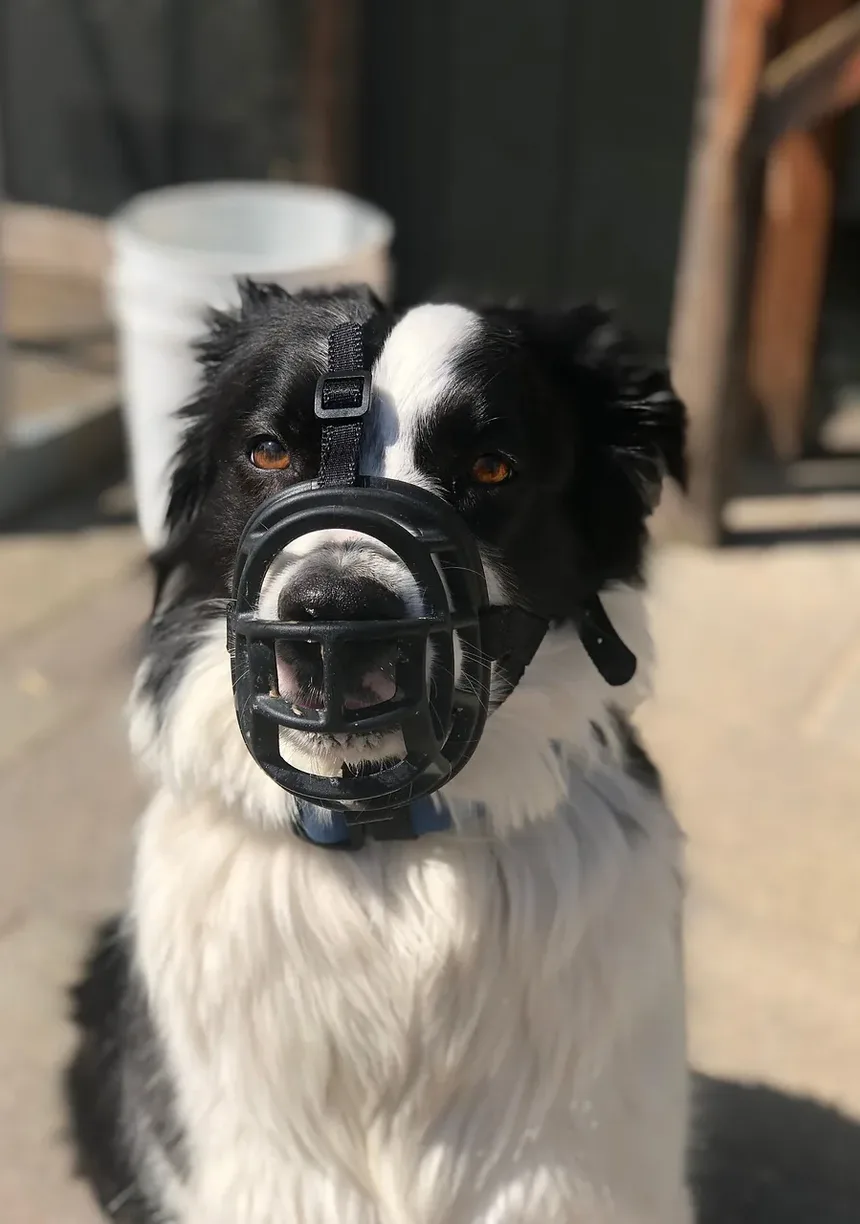 Remédios Naturais para Parasitas em Cães: Soluções Eficazes para Seu Companheiro Canino