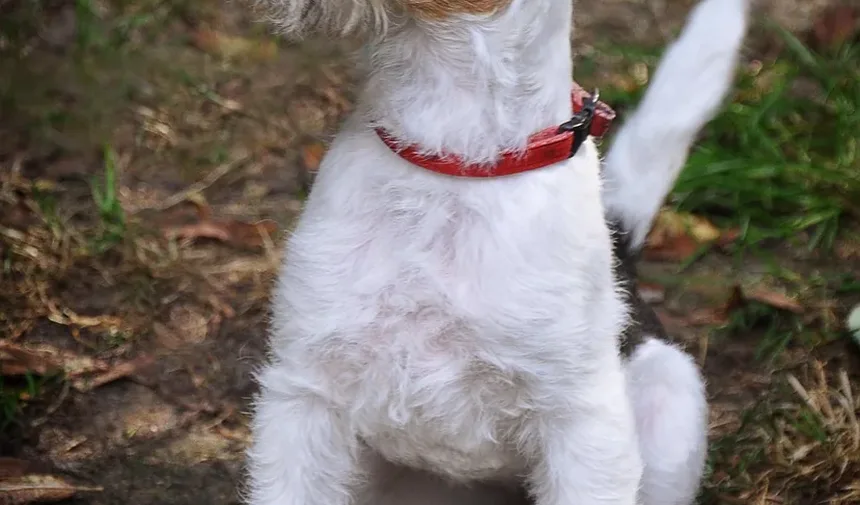 Remédios Naturais para Parasitas em Cães: Soluções Eficazes para Seu Companheiro Canino