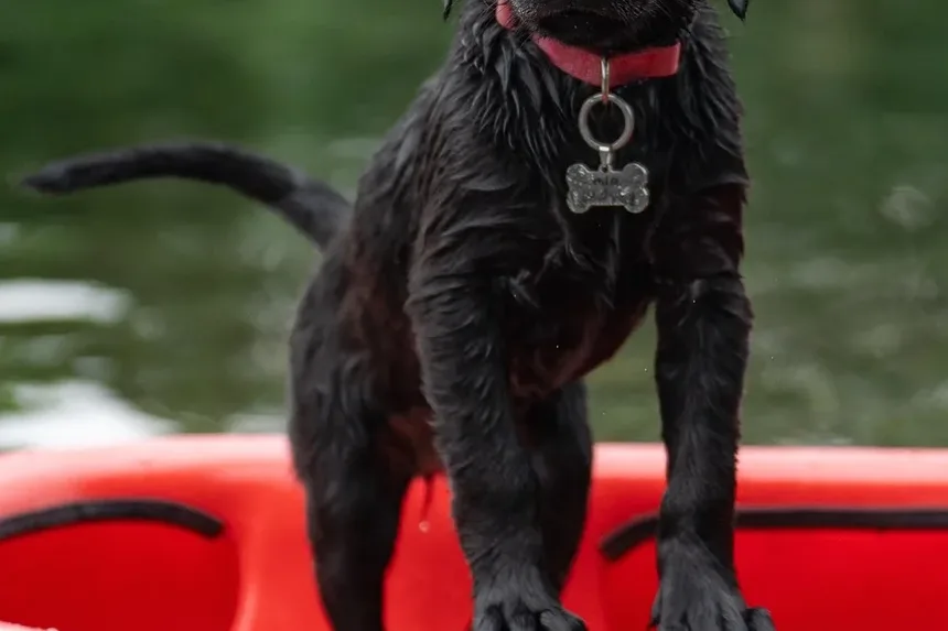 Remédios Naturais para Parasitas em Cães: Soluções Eficazes para Seu Companheiro Canino