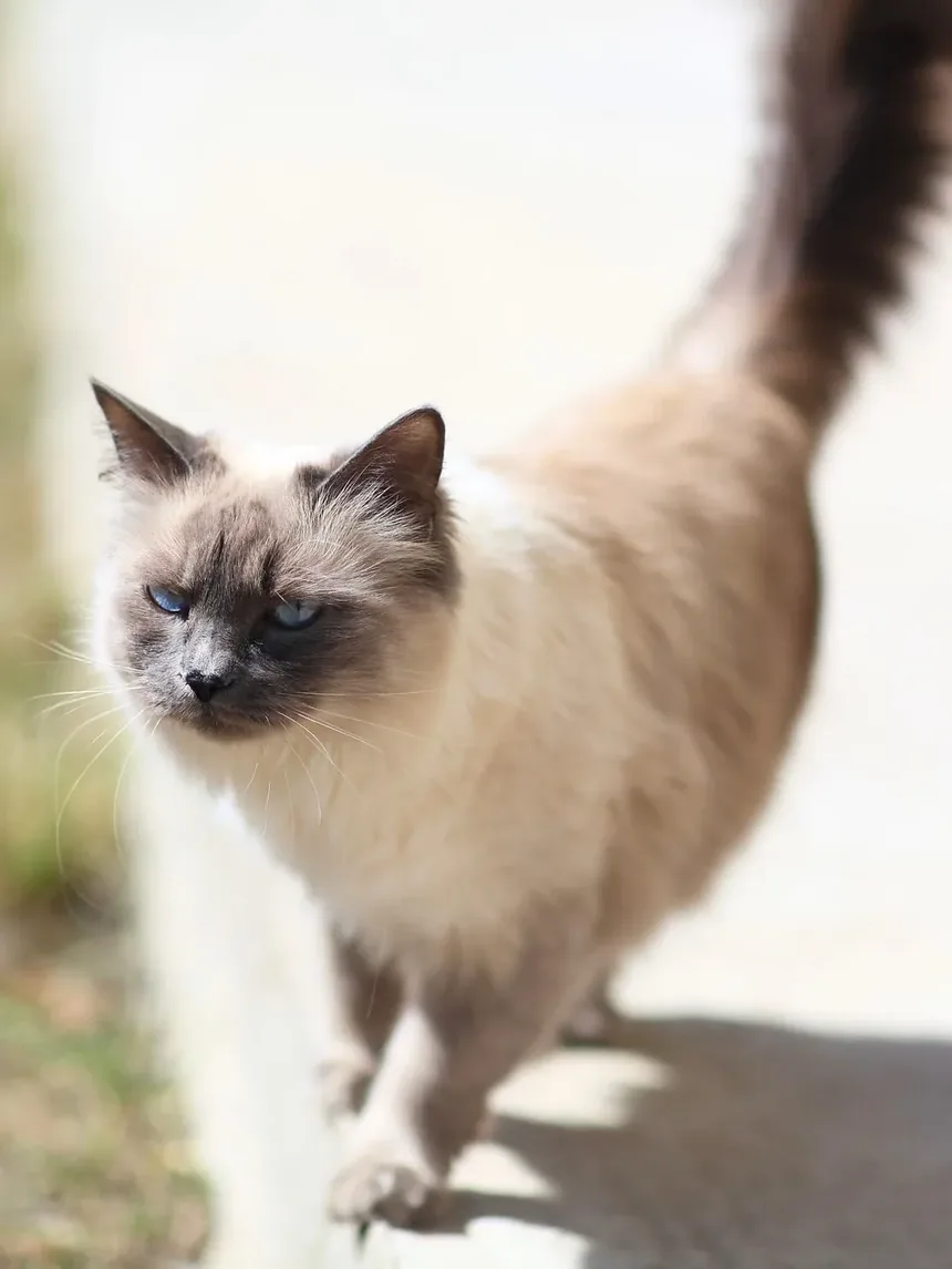 Sinais de que Meu Gato Tem Vermes ou Parasitas: Um Guia Completo
