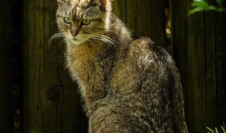 Sinais de que Meu Gato Tem Vermes ou Parasitas: Um Guia Completo