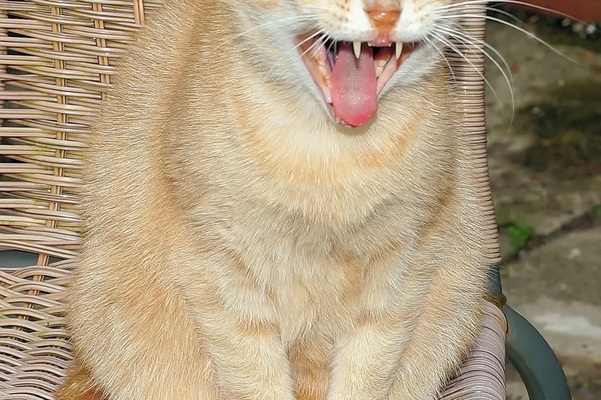 Sinais de que Meu Gato Tem Vermes ou Parasitas: Um Guia Completo