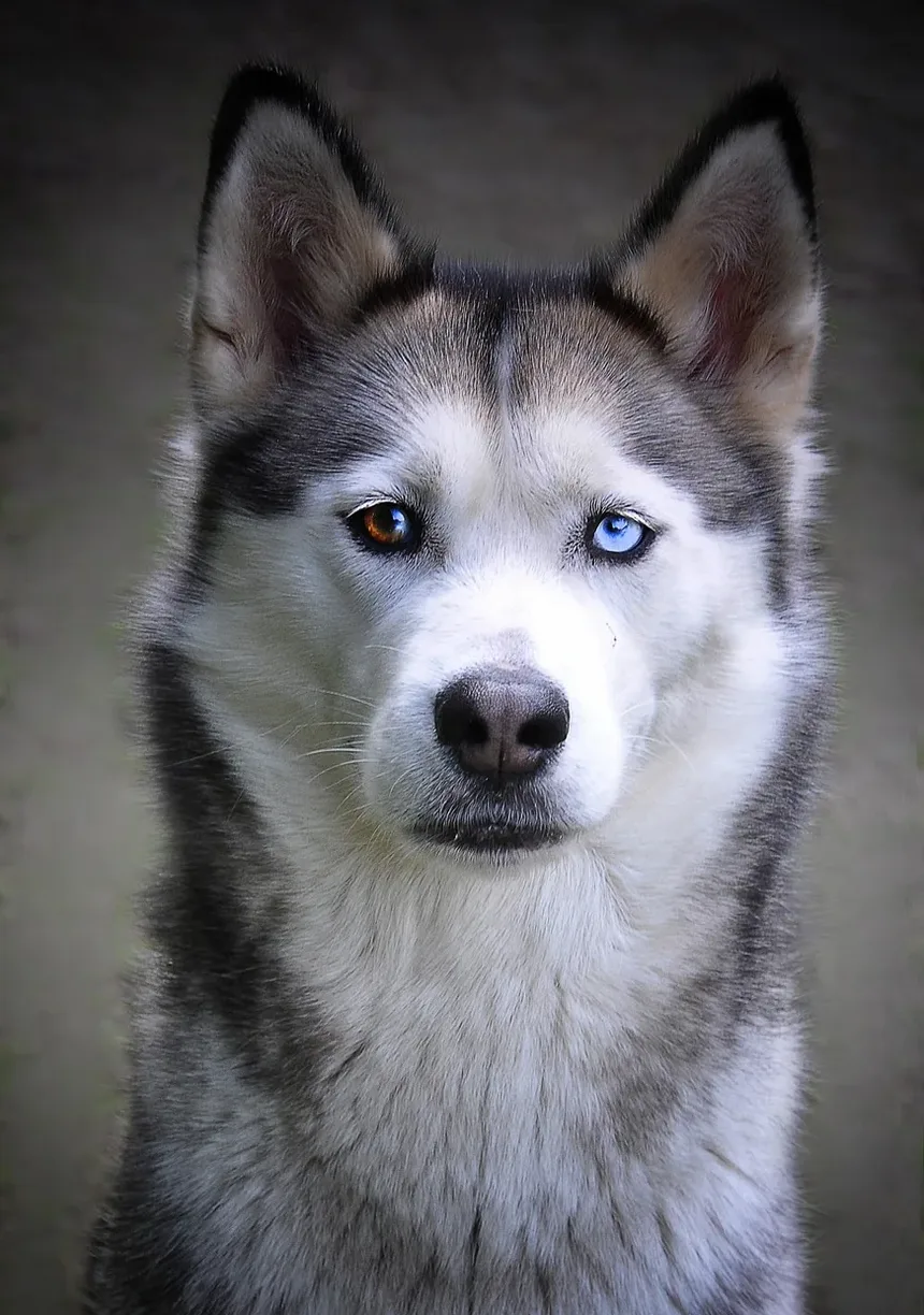 Sintomas de Carrapatos em Cães: O Que Todo Dono de Pet Deve Saber