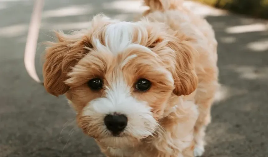 Sintomas de Carrapatos em Cães: O Que Todo Dono de Pet Deve Saber