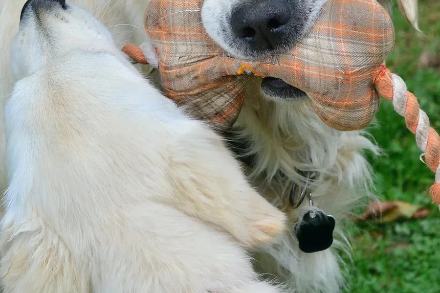 Sintomas de Carrapatos em Cães: O Que Todo Dono de Pet Deve Saber