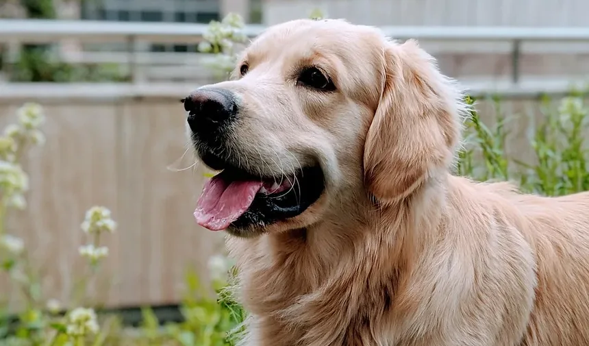 Quais Vacinas os Cães Precisam Anualmente?