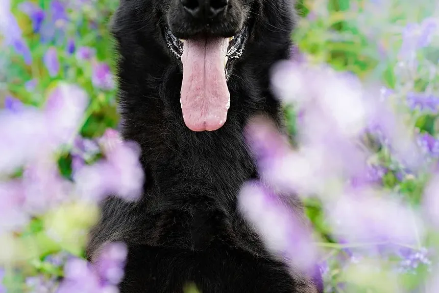 Quais Vacinas os Cães Precisam Anualmente?