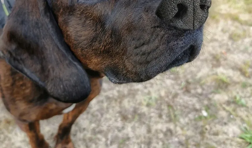 Por Que Meu Cão Rosna Quando Eu O Pegue no Colo?