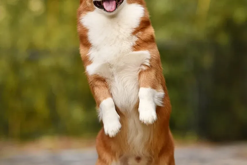 Por Que Meu Cão Rosna Quando Eu O Pegue no Colo?